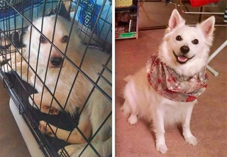 Illustration de l'article : 15 photos avant et après de chiens heureux d'avoir dit adieu à l'errance