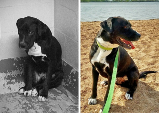 Illustration de l'article : 15 photos avant et après de chiens heureux d'avoir dit adieu à l'errance