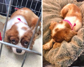 Illustration de l'article : 15 photos avant et après de chiens heureux d'avoir dit adieu à l'errance