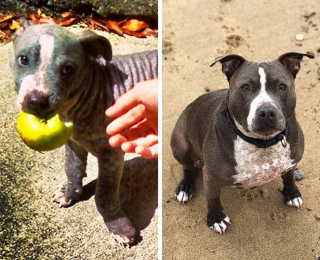Illustration de l'article : 15 photos avant et après de chiens heureux d'avoir dit adieu à l'errance