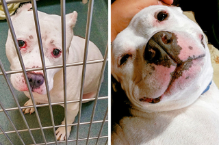 Illustration de l'article : 15 photos avant et après de chiens heureux d'avoir dit adieu à l'errance