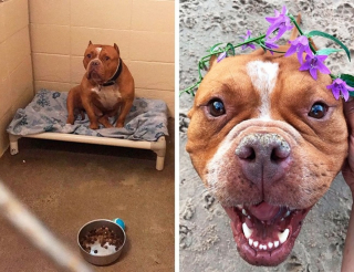 Illustration de l'article : 15 photos avant et après de chiens heureux d'avoir dit adieu à l'errance