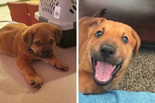 Illustration de l'article : 15 photos avant et après de chiens heureux d'avoir dit adieu à l'errance