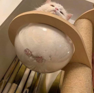 Illustration de l'article : 14 photos déconcertantes d'animaux qui se liquéfient et  vous feront fondre à votre tour