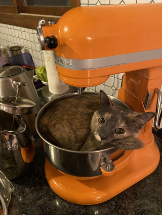 Illustration de l'article : 14 photos déconcertantes d'animaux qui se liquéfient et  vous feront fondre à votre tour