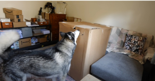 Illustration de l'article : Vid&eacute;o : Une femme entre dans un carton lors d'une partie de cache-cache avec son chien, et parvient enfin &agrave; le surprendre !