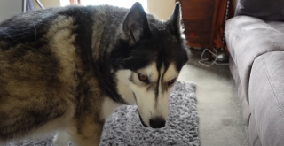 Illustration de l'article : Vid&eacute;o : Une femme entre dans un carton lors d'une partie de cache-cache avec son chien, et parvient enfin &agrave; le surprendre !