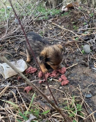 Illustration de l'article : Un chiot esseulé au milieu des ordures renaît de ses cendres grâce à un homme dévoué