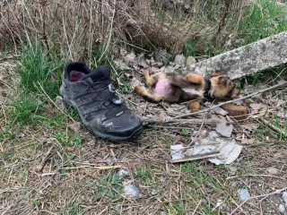 Illustration de l'article : Un chiot esseulé au milieu des ordures renaît de ses cendres grâce à un homme dévoué