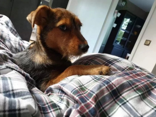 Illustration de l'article : Un chiot esseulé au milieu des ordures renaît de ses cendres grâce à un homme dévoué