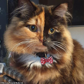 Illustration de l'article : Un chat "chimère" impressionne tous ceux qui le croise grâce à sa beauté unique