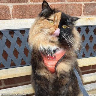 Illustration de l'article : Un chat "chimère" impressionne tous ceux qui le croise grâce à sa beauté unique