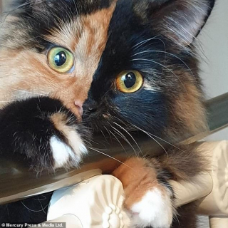 Illustration de l'article : Un chat "chimère" impressionne tous ceux qui le croise grâce à sa beauté unique