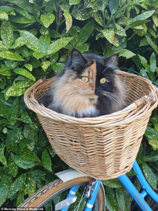 Illustration de l'article : Un chat "chimère" impressionne tous ceux qui le croise grâce à sa beauté unique