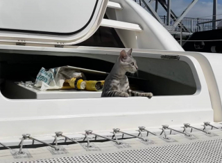 Illustration de l'article : Une famille perd son chat, tombé d’un bateau dans l’océan Pacifique. Il reviendra 10 jours plus tard