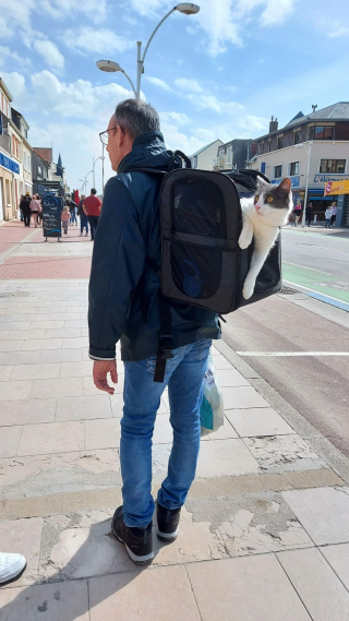 Illustration de l'article : Une commune se mobilise pour aider une famille en vacances dont le chat a disparu