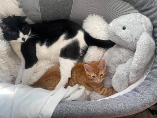 Illustration de l'article : Ce chat réconforte son petit frère anxieux pendant l’absence de leur maîtresse (vidéo)