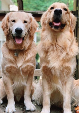 Illustration de l'article : La rencontre touchante entre 2 Golden Retrievers et un nouveau-né émeut la toile (vidéo)