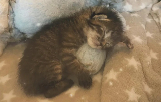 Illustration de l'article : Depuis qu'on lui a offert un agneau en peluche, ce chaton placé en famille d'accueil ne veut plus s'en séparer