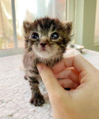 Illustration de l'article : Depuis qu'on lui a offert un agneau en peluche, ce chaton placé en famille d'accueil ne veut plus s'en séparer