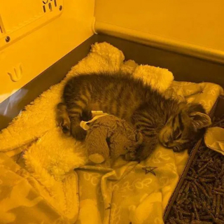 Illustration de l'article : Depuis qu'on lui a offert un agneau en peluche, ce chaton placé en famille d'accueil ne veut plus s'en séparer