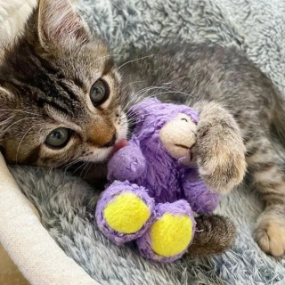 Illustration de l'article : Depuis qu'on lui a offert un agneau en peluche, ce chaton placé en famille d'accueil ne veut plus s'en séparer