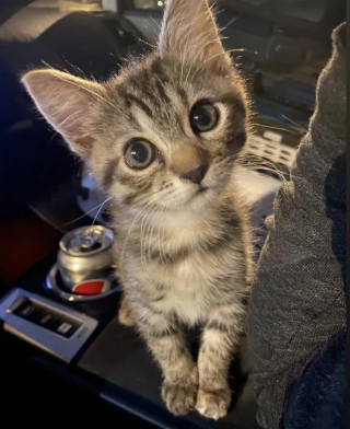 Illustration de l'article : Depuis qu'on lui a offert un agneau en peluche, ce chaton placé en famille d'accueil ne veut plus s'en séparer