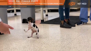 Illustration de l'article : Grâce à une opération miraculeuse, ce chiot né avec les pattes à l’envers peut enfin apprendre à marcher !