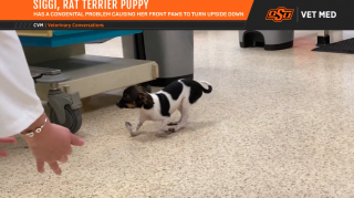 Illustration de l'article : Grâce à une opération miraculeuse, ce chiot né avec les pattes à l’envers peut enfin apprendre à marcher !