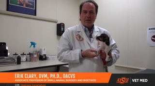 Illustration de l'article : Grâce à une opération miraculeuse, ce chiot né avec les pattes à l’envers peut enfin apprendre à marcher !