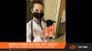 Illustration de l'article : Grâce à une opération miraculeuse, ce chiot né avec les pattes à l’envers peut enfin apprendre à marcher !