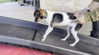 Illustration de l'article : Grâce à une opération miraculeuse, ce chiot né avec les pattes à l’envers peut enfin apprendre à marcher !