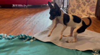 Illustration de l'article : Grâce à une opération miraculeuse, ce chiot né avec les pattes à l’envers peut enfin apprendre à marcher !
