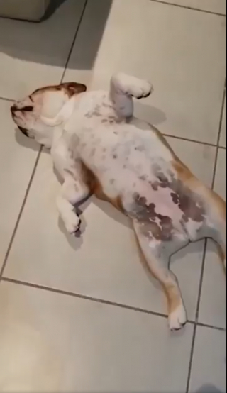 Illustration de l'article : Vidéo : Après avoir détruit le salon, ces deux Bouledogues font semblant d’être morts pour éviter la punition