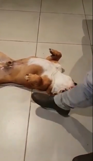 Illustration de l'article : Vidéo : Après avoir détruit le salon, ces deux Bouledogues font semblant d’être morts pour éviter la punition