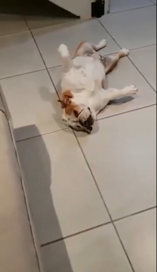 Illustration de l'article : Vidéo : Après avoir détruit le salon, ces deux Bouledogues font semblant d’être morts pour éviter la punition