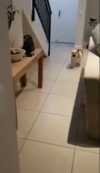 Illustration de l'article : Vidéo : Après avoir détruit le salon, ces deux Bouledogues font semblant d’être morts pour éviter la punition