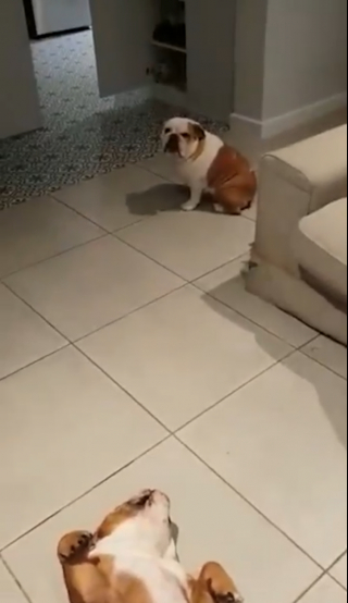 Illustration de l'article : Vidéo : Après avoir détruit le salon, ces deux Bouledogues font semblant d’être morts pour éviter la punition