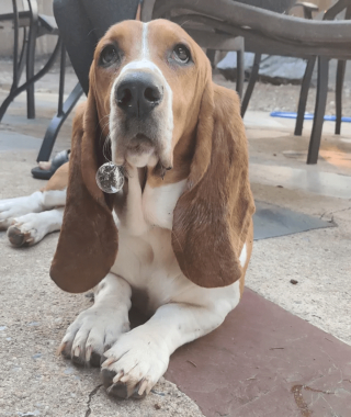 Illustration de l'article : 13 photos d'animaux dont les comportements nous laissent dubitatifs