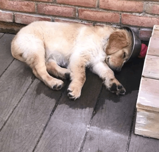 Illustration de l'article : 13 photos d'animaux dont les comportements nous laissent dubitatifs