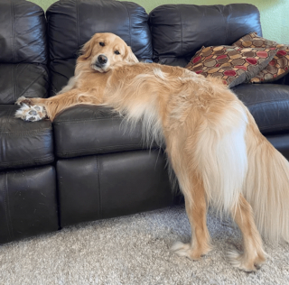 Illustration de l'article : 13 photos d'animaux dont les comportements nous laissent dubitatifs