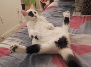 Illustration de l'article : 13 photos d'animaux dont les comportements nous laissent dubitatifs