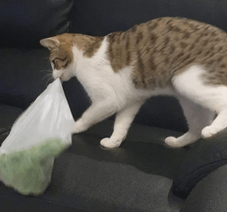 Illustration de l'article : 13 photos d'animaux dont les comportements nous laissent dubitatifs