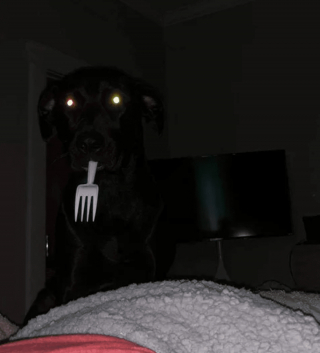 Illustration de l'article : 13 photos d'animaux dont les comportements nous laissent dubitatifs