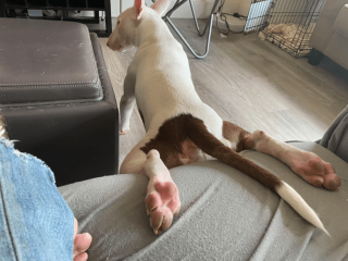 Illustration de l'article : 13 photos d'animaux dont les comportements nous laissent dubitatifs