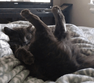 Illustration de l'article : 13 photos d'animaux dont les comportements nous laissent dubitatifs