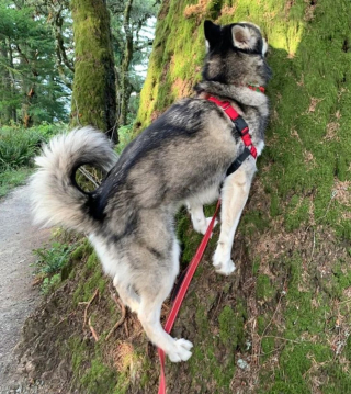 Illustration de l'article : 13 photos d'animaux dont les comportements nous laissent dubitatifs