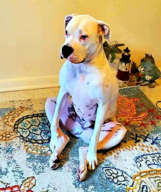 Illustration de l'article : 13 photos d'animaux dont les comportements nous laissent dubitatifs