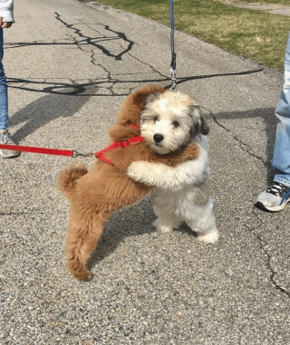 Illustration de l'article : 13 photos d'animaux dont les comportements nous laissent dubitatifs