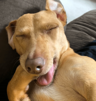 Illustration de l'article : 13 photos d'animaux dont les comportements nous laissent dubitatifs